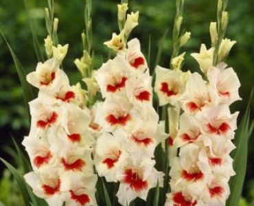 Гладиол Mary housley